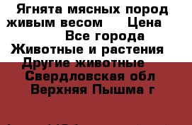 Ягнята мясных пород живым весом.  › Цена ­ 125 - Все города Животные и растения » Другие животные   . Свердловская обл.,Верхняя Пышма г.